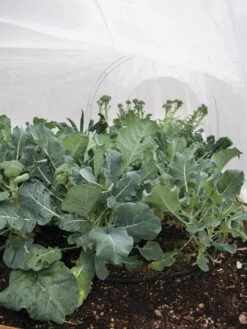 All-Purpose Garden Fabric -Garden Care Supplies 32646 7940 tif