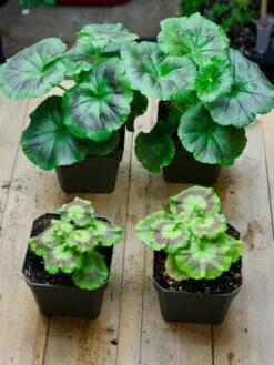 Organic Seed Starting Mix, 6 Quarts -Garden Care Supplies 37808 002E tif