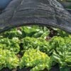 Shade Nets -Garden Care Supplies 38556 0191 tif
