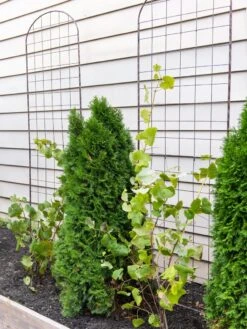 Jardin Flower Trellis -Garden Care Supplies 38689 6002 tif