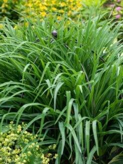 Jardin Bird Cage Support, 26" -Garden Care Supplies 39 521 0073 tif