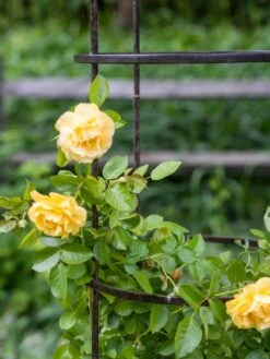 Jardin Round Obelisk, 7' -Garden Care Supplies 39 530 0052 tif