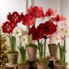 Premium Amaryllis Bulb 2 Premium Amaryllis Bulb -Garden Care Supplies 39 733 2021 04 tif