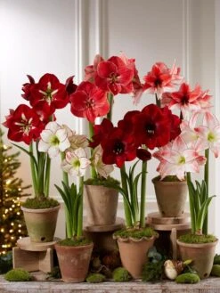 Garden Care Supplies 37 Premium Amaryllis Bulb