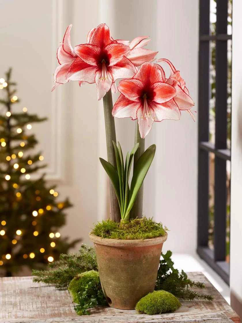 Premium Amaryllis Bulb 9 Premium Amaryllis Bulb - Image 7
