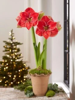 Premium Amaryllis Bulb 12 Premium Amaryllis Bulb -Garden Care Supplies 39 733 MagicalTouch 2021 10 tif