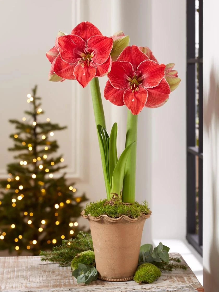 Premium Amaryllis Bulb 5 Premium Amaryllis Bulb - Image 3