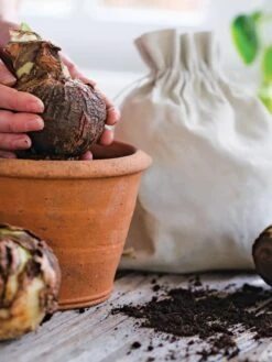 Premium Amaryllis Bulb 17 Premium Amaryllis Bulb -Garden Care Supplies 39 733 bagged 2020 05000 tif