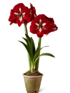 Premium Amaryllis Bulb 14 Premium Amaryllis Bulb -Garden Care Supplies 39733 2020 2002 silo tif