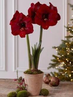 Premium Amaryllis Bulb 15 Premium Amaryllis Bulb -Garden Care Supplies 39733 2020 2004 tif