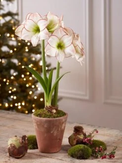 Premium Amaryllis Bulb 13 Premium Amaryllis Bulb -Garden Care Supplies 39733 2020 2006 tif