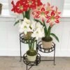 Nesting Triple Pot Stand 2 Nesting Triple Pot Stand -Garden Care Supplies 8586747 6012 tif