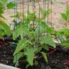 Pepper And Eggplant Cages, Set Of 3 -Garden Care Supplies 8587048 1073 tif