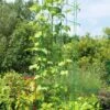 Bean Tower -Garden Care Supplies 8587060GRN 0112 3 4