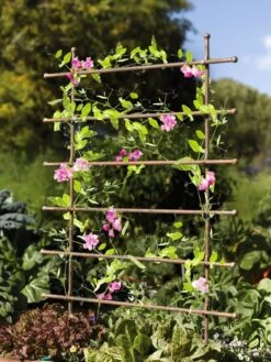 Jardin Ladder Trellis -Garden Care Supplies 8587107 083 tif