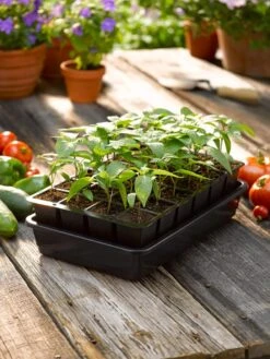 Growease Seed Starter Kit -Garden Care Supplies 8589987 1148 tif