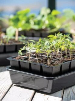 Growease Seed Starter Kit -Garden Care Supplies 8589987 7874 tif