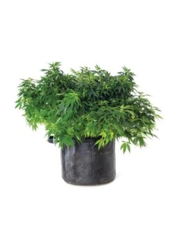 Gardener's Best® Universal Grow Bag -Garden Care Supplies 8590024 3699 tif