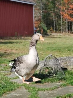 Chicken Wire Cloche -Garden Care Supplies 8590210 01IN tif