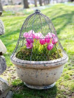 Chicken Wire Cloche -Garden Care Supplies 8590210 021 tif