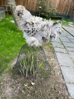 Chicken Wire Cloche -Garden Care Supplies 8590210 02CUST tif