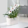 Lechuza® Delta Self-Watering Windowsill Planters -Garden Care Supplies 8590298 03V tif