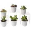 Succulent Terrarium Plant Collection, Set Of 6 -Garden Care Supplies 8591769 3597 tif