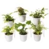 Fern Terrarium Plant Collection, Set Of 6 -Garden Care Supplies 8591771 3591 tif