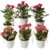 Flowering Terrarium Plant Collection, Set Of 6 -Garden Care Supplies 8591772 3594 tif