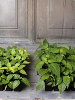 Organic Seed Starting Mix, 6 Quarts -Garden Care Supplies 8592212 002E tif