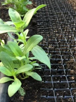 Cat Scat Mat -Garden Care Supplies 8592448 03CUST tif