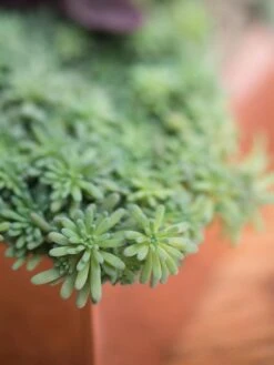 Tall Rectangular Copper Plant Tray, 18" X 5" X 4" -Garden Care Supplies 8593534 4601 tif