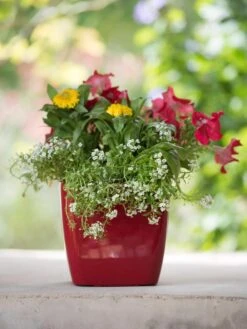 Viva Square Self-Watering Planter, 7" Diameter -Garden Care Supplies 8595223 1111 tif