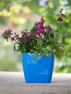 Viva Square Self-Watering Planter, 7" Diameter -Garden Care Supplies 8595223 1113 tif