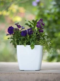 Viva Square Self-Watering Planter, 7" Diameter -Garden Care Supplies 8595223 1118 tif