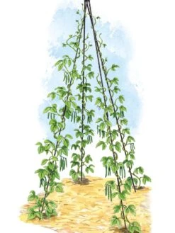 Titan Teepee Trellis -Garden Care Supplies 8595757 0002 art tif