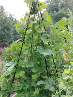 Titan Teepee Trellis -Garden Care Supplies 8595757 01EMP tif