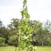 Titan Teepee Trellis 1 Titan Teepee Trellis -Garden Care Supplies 8595757 1206 titan teepee cucumber peas beans tif