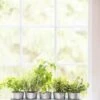 Galvanized Herb Planters With Rectangular Tray -Garden Care Supplies 8595903 5946 tif