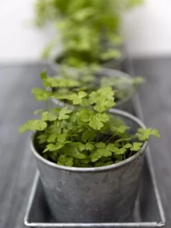 Galvanized Herb Planters With Rectangular Tray -Garden Care Supplies 8595903 advice 1777 tif