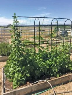 Titan Pea Tunnel -Garden Care Supplies 8596275 01CUST tif