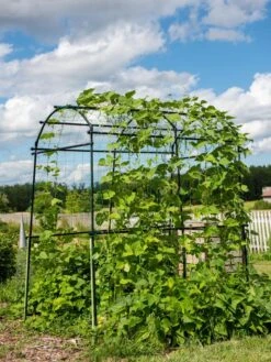 Titan Squash Tunnel 15 Titan Squash Tunnel -Garden Care Supplies 8596276 0133 tif