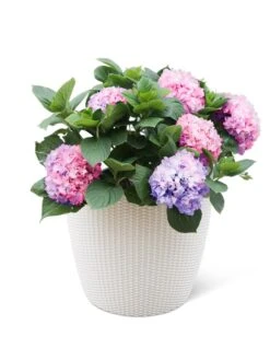 Weave Self-Watering Round Planter, 17" White -Garden Care Supplies 8598372 3002 tif