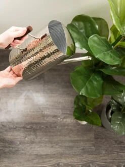 Stainless Steel Watering Can 8 Stainless Steel Watering Can -Garden Care Supplies 8599057 14322 tif