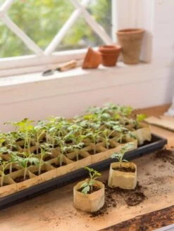 Paper Pots, 50 Cell 11 Paper Pots, 50 Cell -Garden Care Supplies 8599830 0502 paper pots 50 cell tif