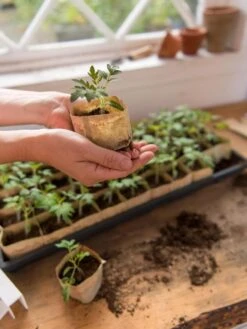 Paper Pots, 50 Cell 13 Paper Pots, 50 Cell -Garden Care Supplies 8599830 0507 tif