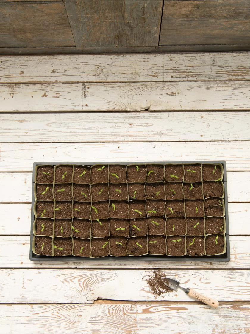 Paper Pots, 50 Cell 7 Paper Pots, 50 Cell - Image 5