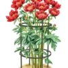 Titan Peony Supports, Medium, Set Of 2 -Garden Care Supplies 8599858 0001 art tif
