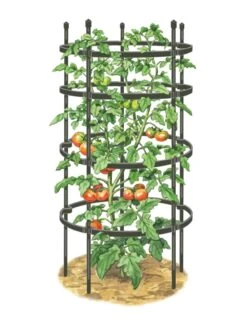 Titan Tomato Cages, Set Of 3 -Garden Care Supplies 8599861 0001 art tif