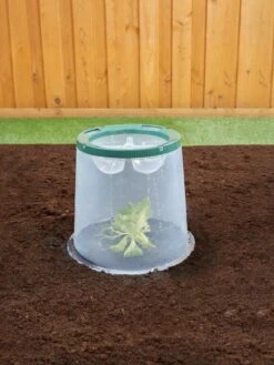 Sunny Forcing Cloches, Set Of 3 -Garden Care Supplies 8600075 02V tif
